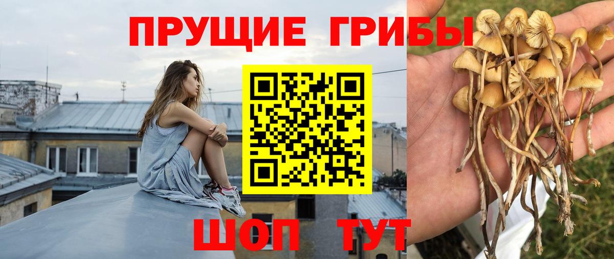 Галлюциногенные грибы Psilocybine cubensis  Вход с VPN  Гулькевичи 